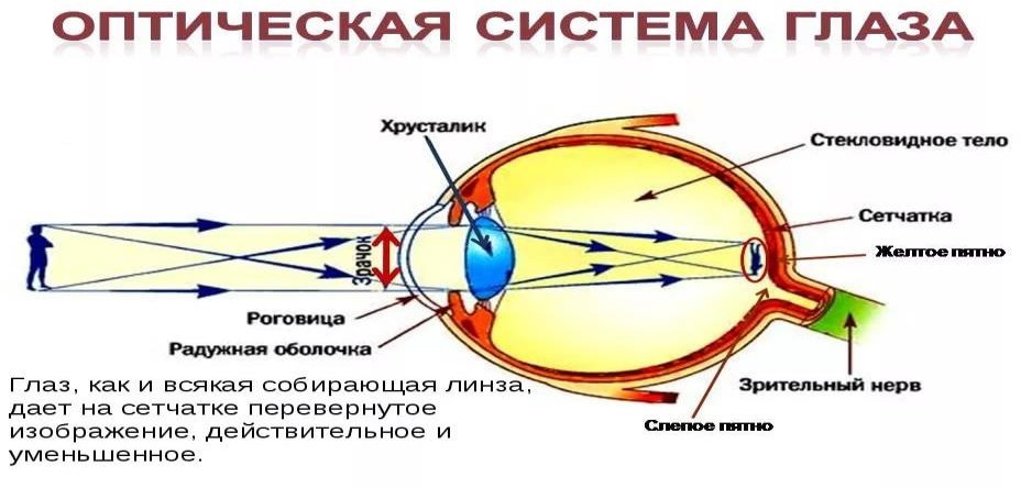 Рис. 1. оптическая система глаза